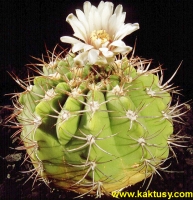 Gymnocalycium nigriareolatum Alto del Portezuelo (J) 20s/8