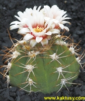 Gymnocalycium nigriareolatum STO788 (J) 20s/8