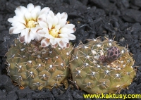 Gymnocalycium obductum P121 Salina Grandes Cord. (J) 15s/6