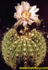 Gymnocalycium ocultum (J) 15s/5