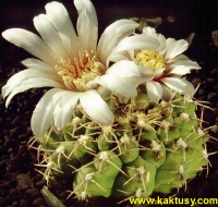 Gymnocalycium ochoterenai (J) 20s/5