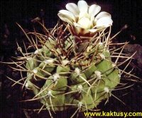 Gymnocalycium ochoterenai v. cinereum (J)10s/6