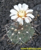 Gymnocalycium ochoterenai v. cinereum  VS13  Polo Del Molle SL  (J) 10s/8