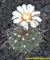 Gymnocalycium ochoterenai v. cinereum  VS13  Polo Del Molle SL  (J) 10s/8