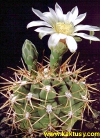 Gymnocalycium ochoterenai v. herbsthoferianum LB386 Lujan SL (J) 10s/6