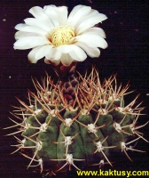 Gymnocalycium ochoterenai v. scoparium LB383 Lujan SL  10s/8