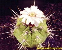 Gymnocalycium paediophilum (J) 10s/8