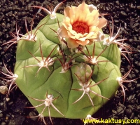 Gymnocalycium pflanzii HT1363 (J) 15s/5