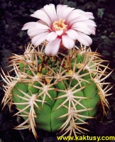 Gymnocalycium pugionacanthum P72 Andalgala Catam. (J) 10s/8