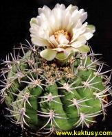 Gymnocalycium pugionacanthum  15s/8