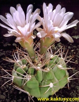 Gymnocalycium pugionacanthum STO238 Mazan Chumbicha 10s/8