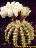 Gymnocalycium quehlianum Tanti Cordoba 10s/6