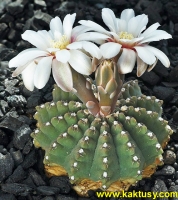 Gymnocalycium quehlianum v. kleinianum Carlos Paz, Cordoba (J) 15s/6