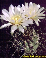 Gymnocalycium radekii  JPR70/157 Barranca De Gualicho  RN (brachypetalum form)(J)  10s/8