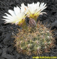 Gymnocalycium reductum JPR17/45 Stegman, Sierra de Tuna, Cerro Tuna BA (J) 10s/8