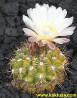 Gymnocalycium reductum JPR18/46 Sierra de la Ventana Cordon, Mabaches (J) 10s/8