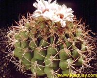 Gymnocalycium riograndense (J) 20s/5