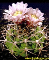 Gymnocalycium riojense 20s/5