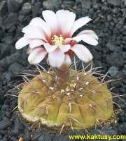 Gymnocalycium riojense v. mirandense P222 Cuesta Miranda LR (J) 10s/6