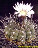 Gymnocalycium riojense v. paucispinum Telaritos (J) 15s/5