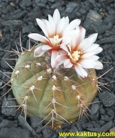 Gymnocalycium riojense v. pipanacoense P 140, Salar de Pipinaco, LR (J) 10s/6