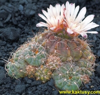 Gymnocalycium ritterianum P219 Sierra Famatina LR (J) 10s/5