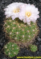 Gymnocalycium rosanthemum (J) 15s/5