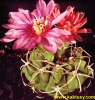 Gymnocalycium rubriflorum 15s/5