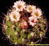 Gymnocalycium saglionis (mohutne trny, nenarocne!) 20s/4