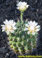 Gymnocalycium schickendantzii (J) 20s/5