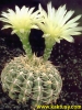 Gymnocalycium schroederianum (J) 15s/5