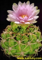 Gymnocalycium schuetzianum FR430 Cruz del Eje, Cord. (J) 15s/5