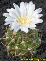 Gymnocalycium sigelianum 10s/6