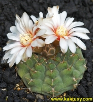 Gymnocalycium sp. Cardenas 15s/5