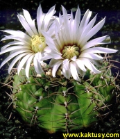 Gymnocalycium stellatum (J) (miniatura!) 20s/5