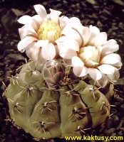 Gymnocalycium stellatum STO99 Sierra Masa, Puerta Colorado, Cord. (J) 20s/8