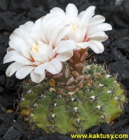 Gymnocalycium stellatum v. minimum STO285, San Pedro del Norte, Huasi  15s/8