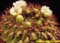 Gymnocalycium tilcarense (J) 15s/5