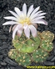 Gymnocalycium uruguayense v. roseiflorum LB658 10s/6