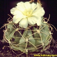 Gymnocalycium vieditzianum (J) 15s/5