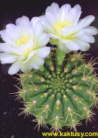 Gymnocalycium wagnerianum (J) 10s/5