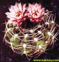 Gymnocalycium weissianum (J) 15s/5