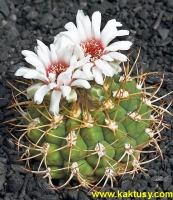 Gymnocalycium zegarrae v. saipinense KK736, Saipina, Bol. 15s/8