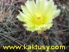 Hamatocactus hamatacanthus  20s/10