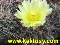 Hamatocactus hamatacanthus  20s/10