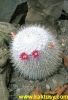 Mammillaria albilanata 15s/5