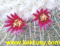 Mammillaria albilanata 15s/5