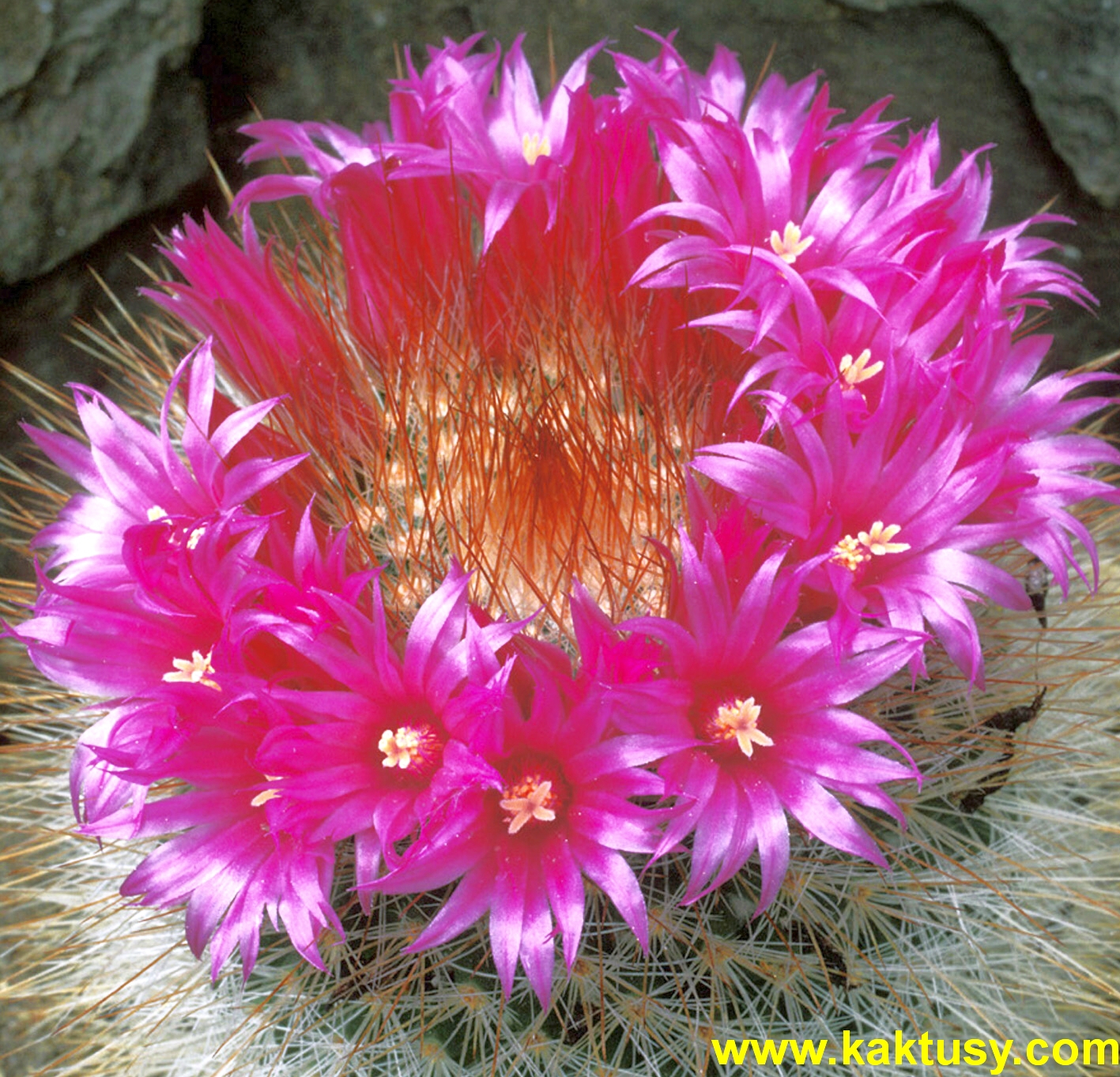 Mammillaria bella 20s/5