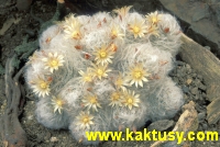 Mammillaria bocasana (oblibene, nenarocne!) 20s/5