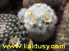 Mammillaria bocasana v. multilanata (bile huste jemne trny) 15s/5